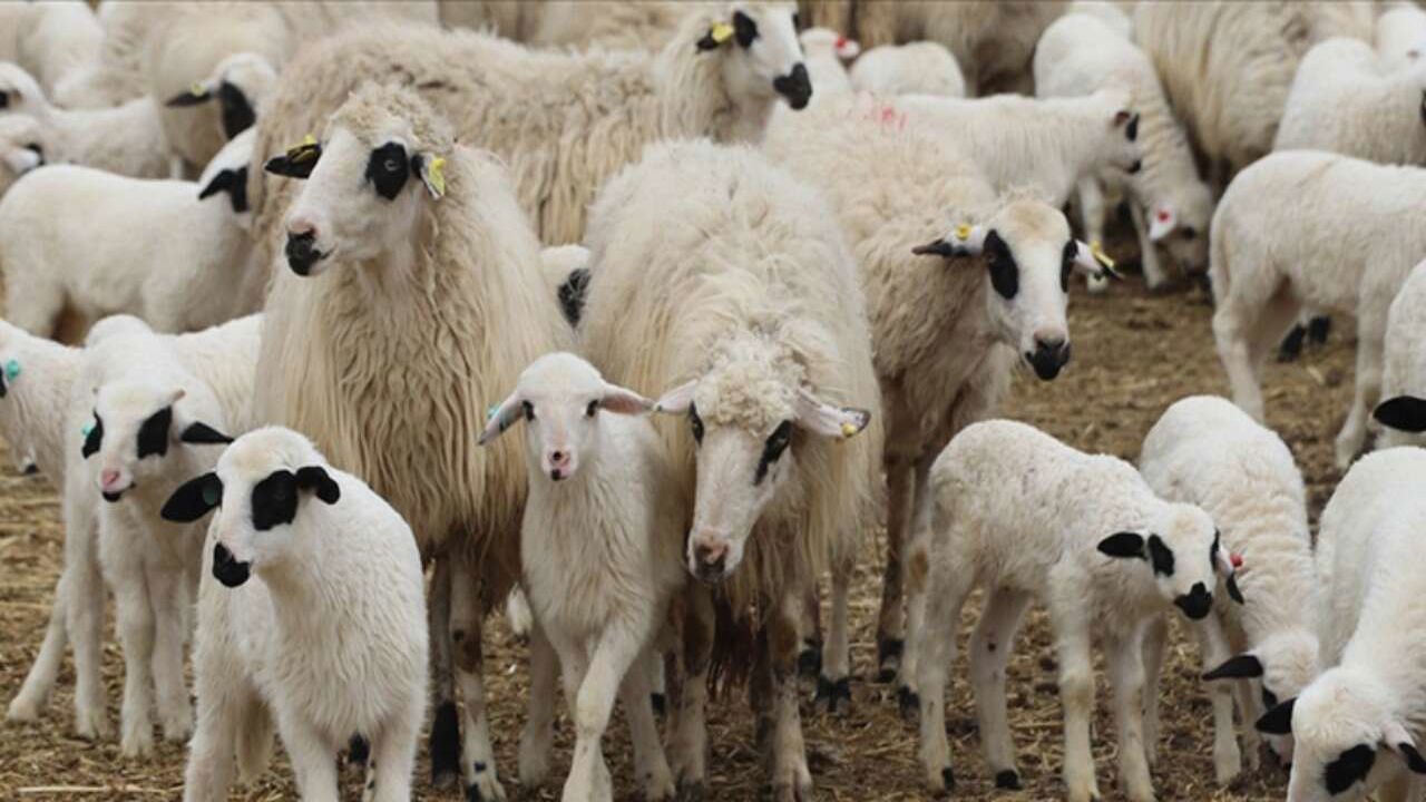 Dev destek başlıyor: 100 küçükbaş hayvan ve aylık 15 bin TL fırsatı